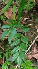 Disporum kawakamii