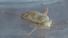 Halophylus atriplicis