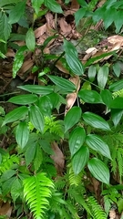 Disporum kawakamii