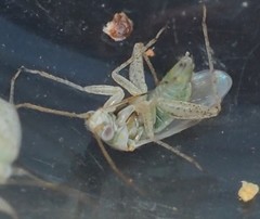 Halophylus atriplicis