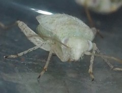 Halophylus atriplicis