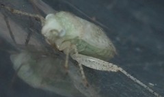 Halophylus atriplicis