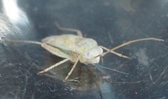 Halophylus atriplicis