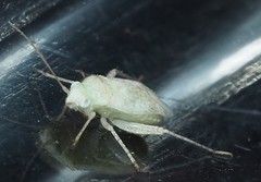 Halophylus atriplicis