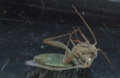 Halophylus atriplicis