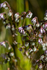 Erica labialis