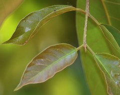Terminalia chebula