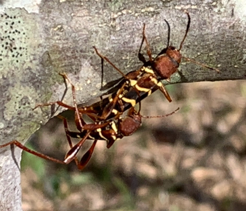 Red-headed ash borer