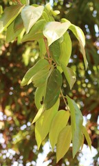 Terminalia chebula