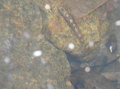 Liniparhomaloptera disparis