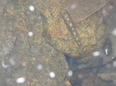 Liniparhomaloptera disparis