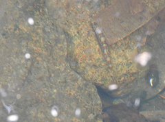 Liniparhomaloptera disparis