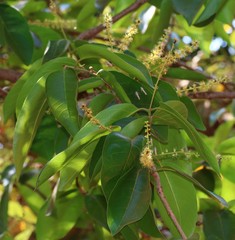 Terminalia chebula