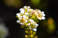 Diosma oppositifolia