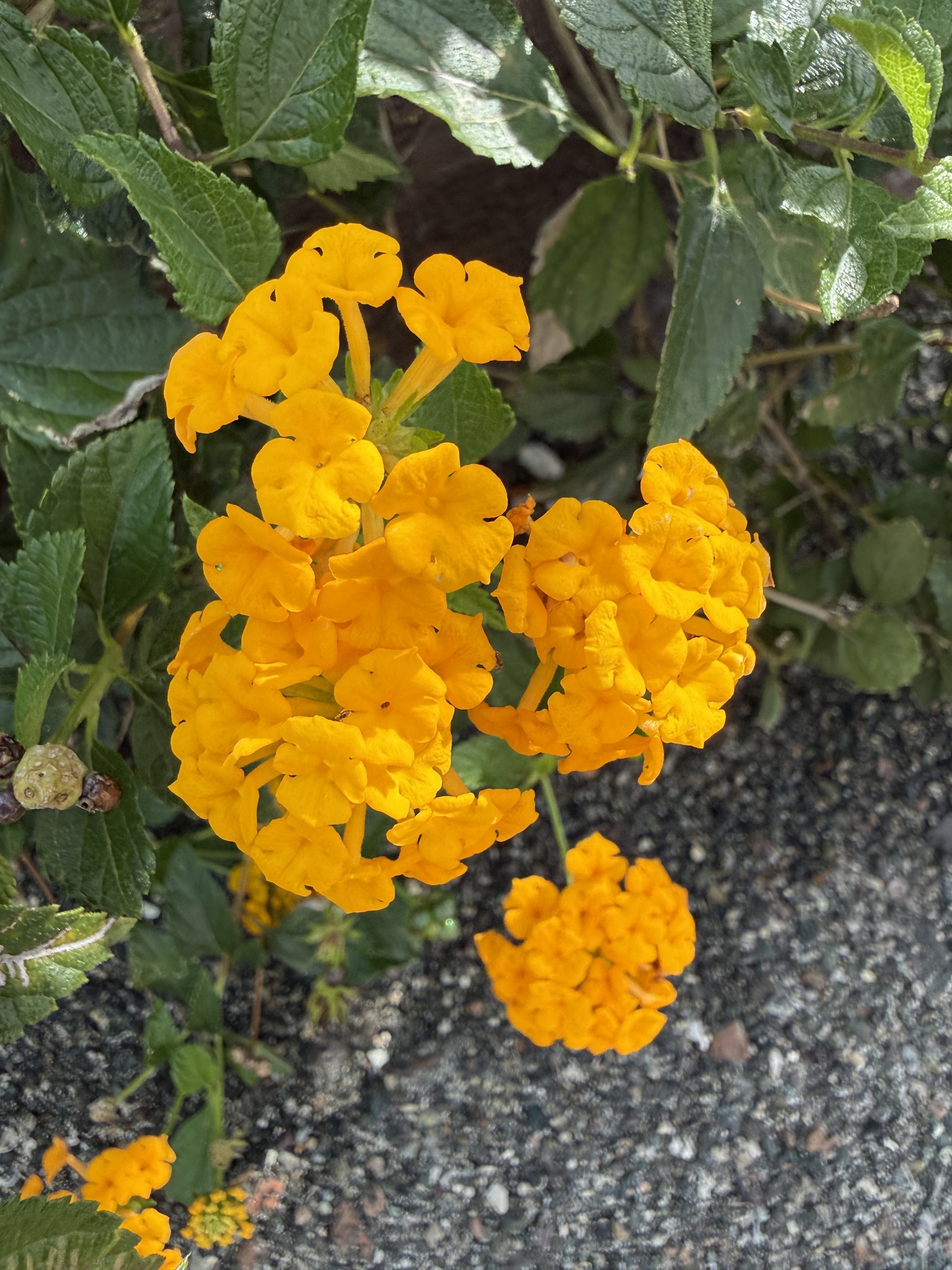 Lantana polyacantha (Lantana polyacantha)