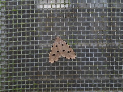 Metaemene atrigutta maculata