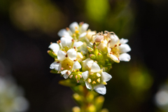 Diosma oppositifolia