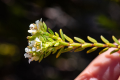 Diosma oppositifolia