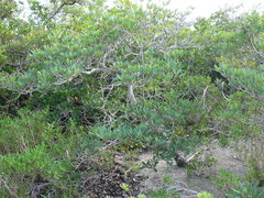 Manilkara jaimiqui emarginata