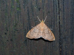 Hyalobathra