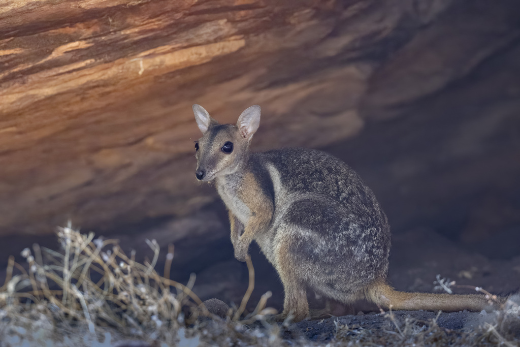 Eastern Short-eared Rock-wallaby
