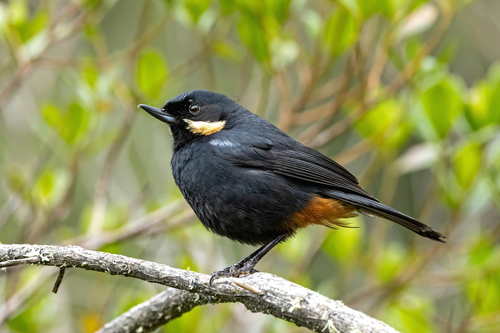Moustached Flowerpiercer