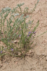 Polygala tenuifolia