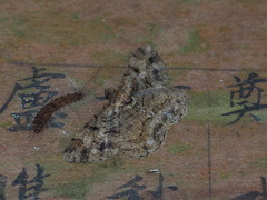 Psilalcis pulveraria