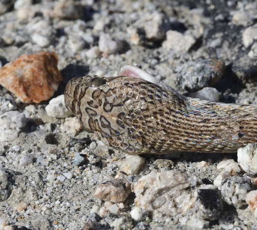 California Lyresnake