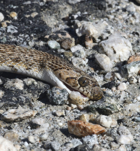California Lyresnake