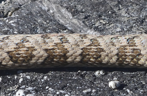 California Lyresnake