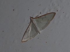 Palpita asiaticalis