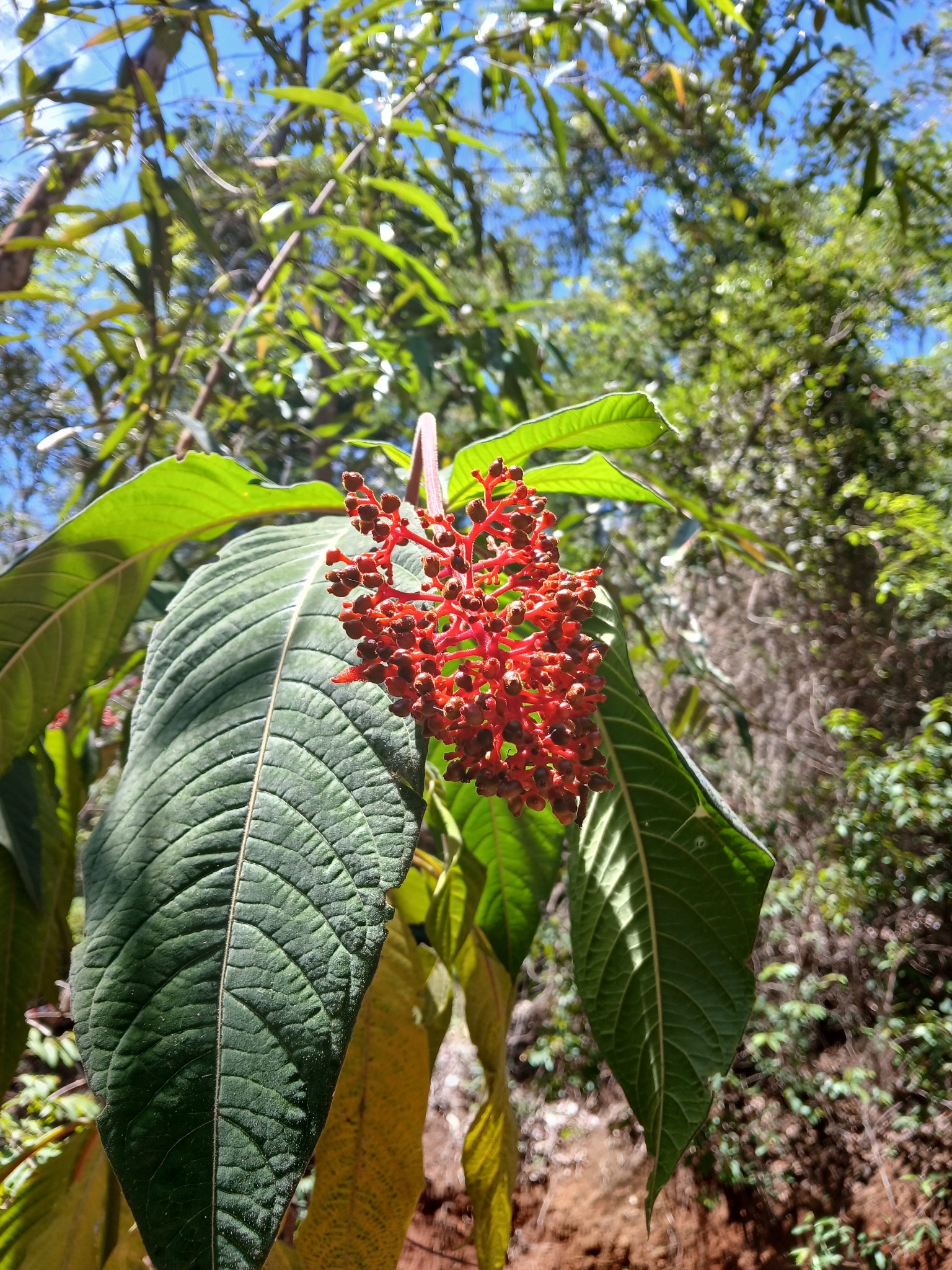 Palicourea tetraphylla