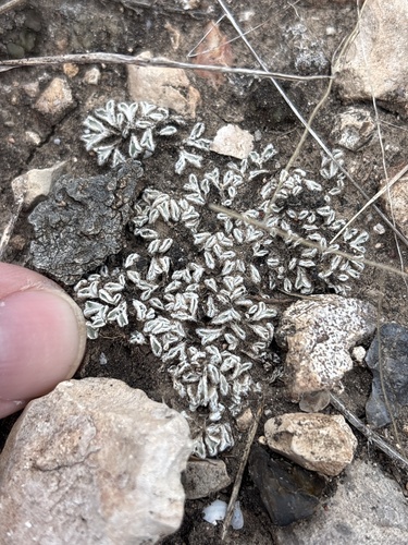 Lamellose Crystalwort (Riccia lamellosa)