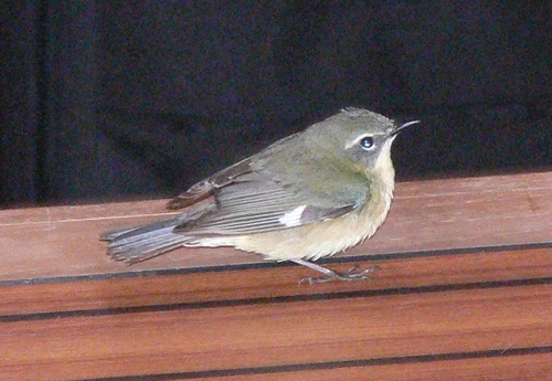 Black-throated Blue Warbler, photo 7 of 7
