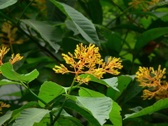 Palicourea guianensis