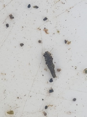 Pycnocentrodes aeris