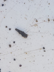 Pycnocentrodes aeris