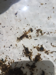 Paratya curvirostris