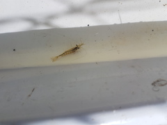 Paratya curvirostris