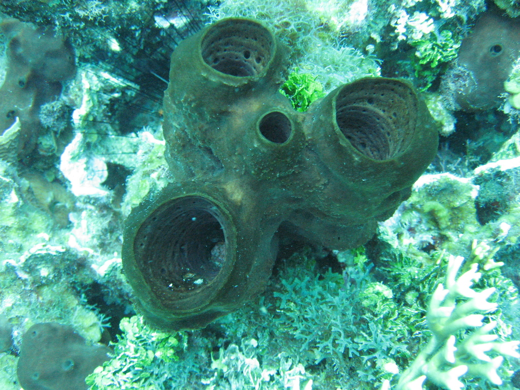 Neopetrosia rosariensis