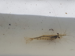 Paratya curvirostris