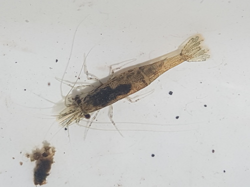 Paratya curvirostris (Heller, 1862)