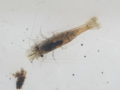 Paratya curvirostris