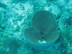 Ircinia campana