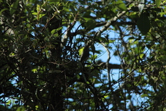 Vireo gilvus