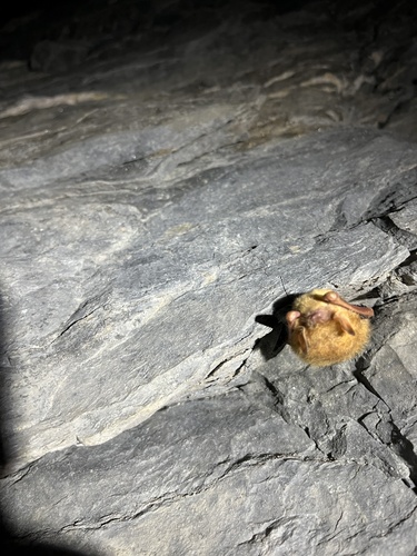 Tri-coloured Bat photographed in West Virginia