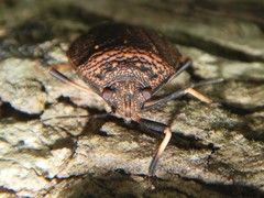 Platycoris