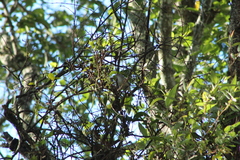 Vireo gilvus