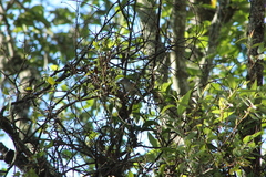 Vireo gilvus